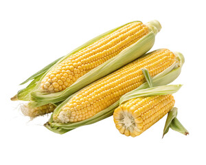 Fresh corn cobs on white. Brazilian food