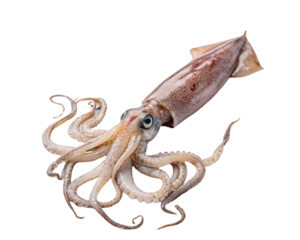 octopus on a white background