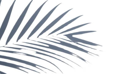 Palm leaf shadow for tropical summer banner isolated PNG with Transparent Background