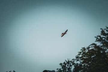 Rauchschwalbe im überflug