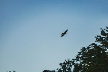 Rauchschwalbe im überflug