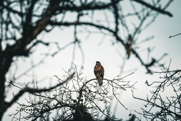 Greifvogel