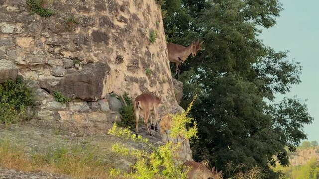 Three fearless wild iberian goats climbing ancient stone wall in a rural landscape in Jerica, Castellon.