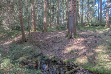 Sunny Spring of 2025