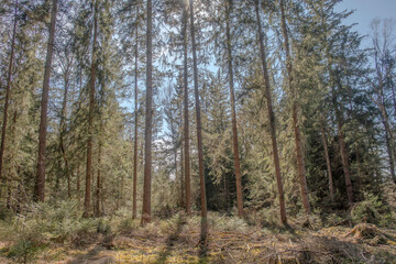 Sunny Spring of 2025