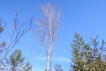 Sunny Spring of 2025