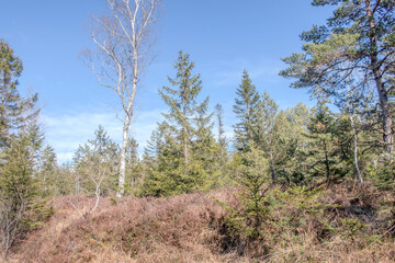 Sunny Spring of 2025