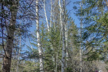 Sunny Spring of 2025