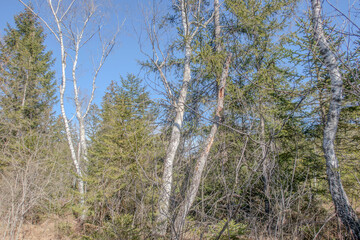 Sunny Spring of 2025