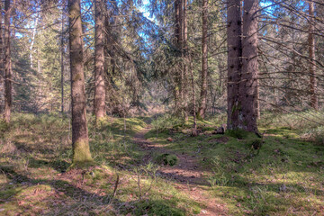 Sunny Spring of 2025