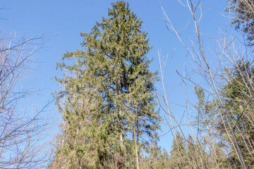 Sunny Spring of 2025