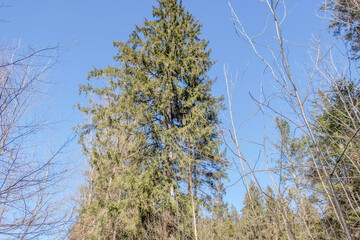 Sunny Spring of 2025