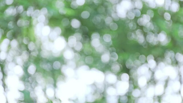 blur tree bokeh in garden, natural blurred leaf green at summer, forest blur, environment ecology or greenery abstract texture background