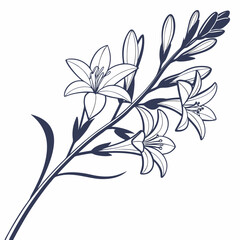 black and white  tuberoses