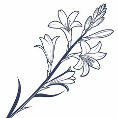 black and white  tuberoses