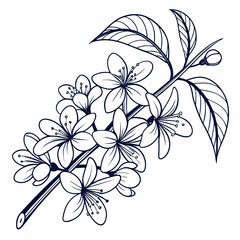 vector illustration of  stephanotises