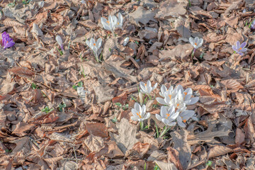 Sunny Spring of 2025