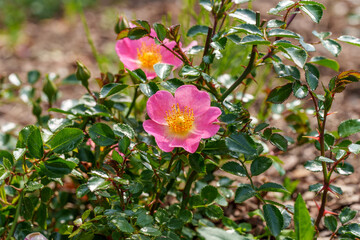 Close-up photo of red Rosa rubiginosa flowers in bloom in spring, May