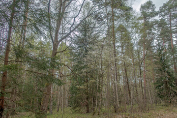 Sunny Spring of 2025