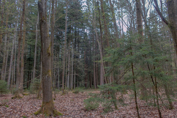 Sunny Spring of 2025