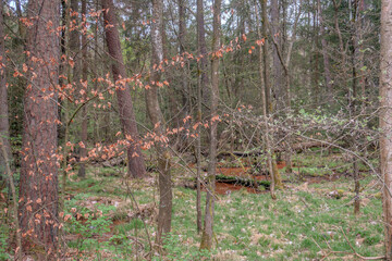 Sunny Spring of 2025