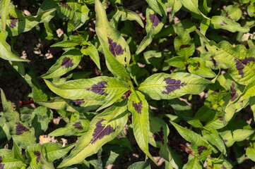 Close-up of a Persicaria maculosa plant