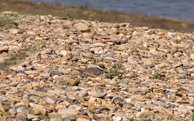 Close-up of a Charadrius dubius bird standing on the nest