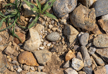 Close-up of a Charadrius dubius bird egg in nest among gravel
