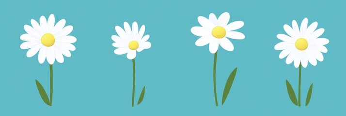 Fototapeta premium Three different sized daisies on a light teal background
