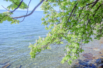 Sunny Spring of 2025