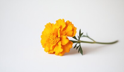 Single bright orange marigold on white background