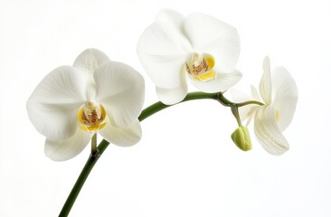 Obraz premium Close-up of three white orchids on a stem against white background