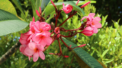 Closed up of pink Plumera or pink Frangipani with green leaves background