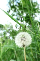 Dandelions on a background of green plants sunny day