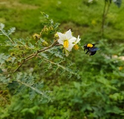Xylocope, black bumblebee with blue wings, foraging on a Solanum sisymbriifolium flower.