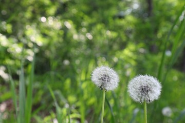 Dandelions on a background of green plants sunny day