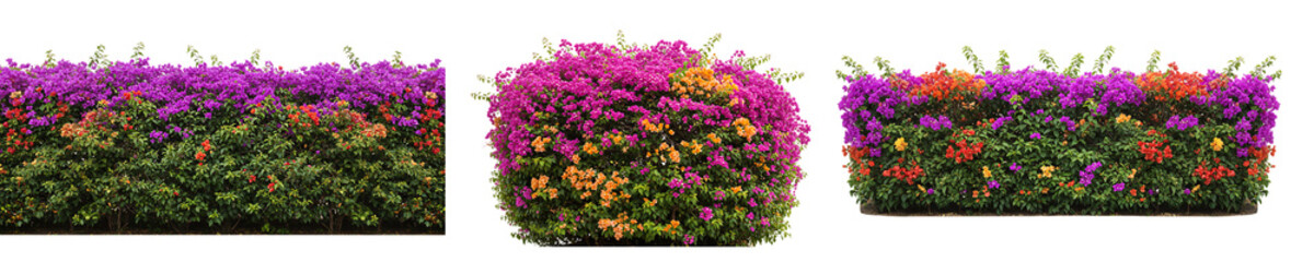 Obraz premium Bougainvillea Flower Hedge On Isolated Transparent Background
