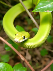 Obraz premium Greenish Rat Snake - Pantherophis alleghaniensis
