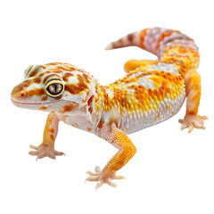 Naklejka premium Vibrant Leopard Gecko on Black Background