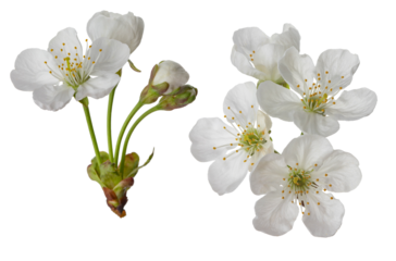 cherry blossoms and leaves, isolated on a white background