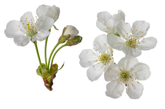 cherry blossoms and leaves, isolated on a white background