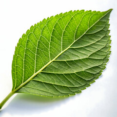 Obraz premium Green leaf isolated on transparent background 