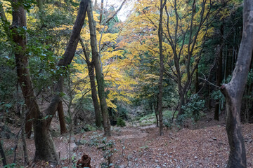 Kyoto Trail and surrounding area scenery