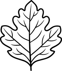 oak leaf outline coloring book page line art vector illustration digital drawing
