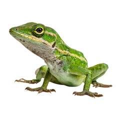 Obraz premium Green Anole Lizard on Black Background Wildlife Reptile