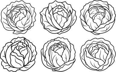 Set of cabbage outline coloring book page line art vector illustration