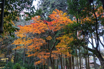 Kyoto Trail and surrounding area scenery