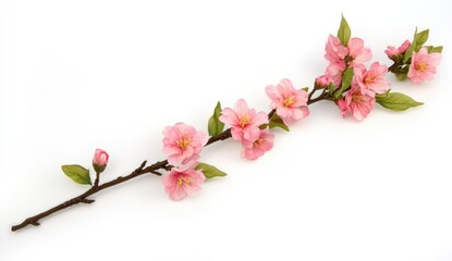 Obraz premium Pink blossoms on a branch against white (1)