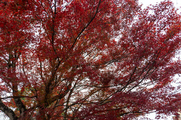 Kyoto Trail and surrounding area scenery