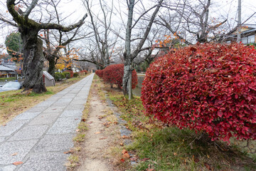 Kyoto Trail and surrounding area scenery